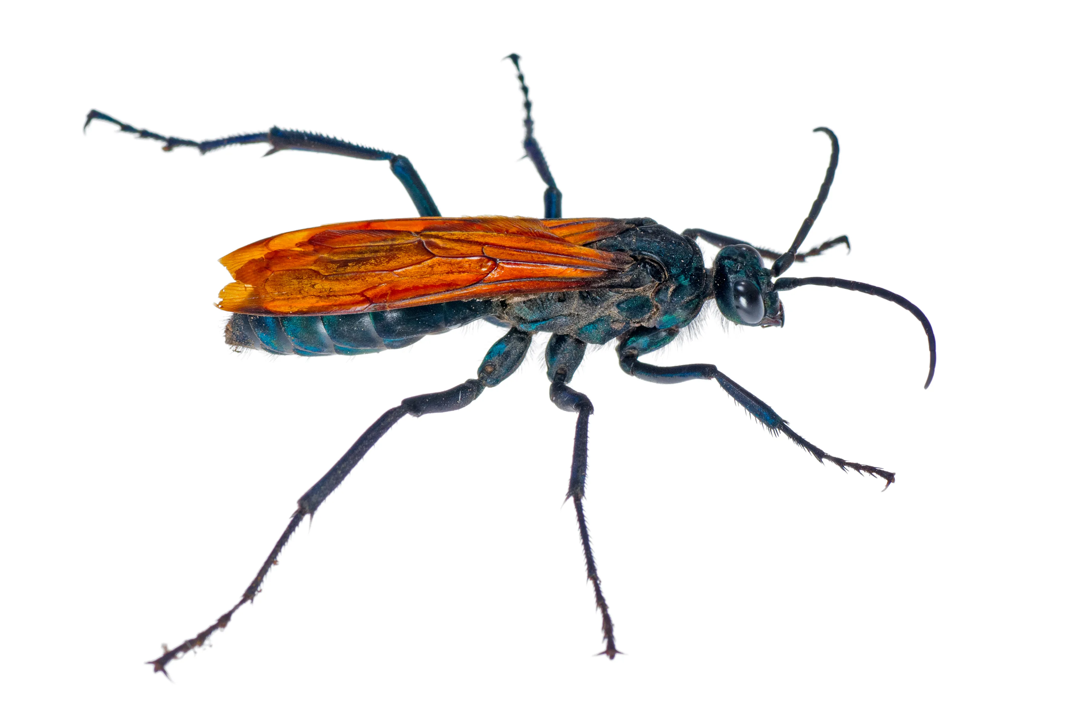 the blue winged bitch